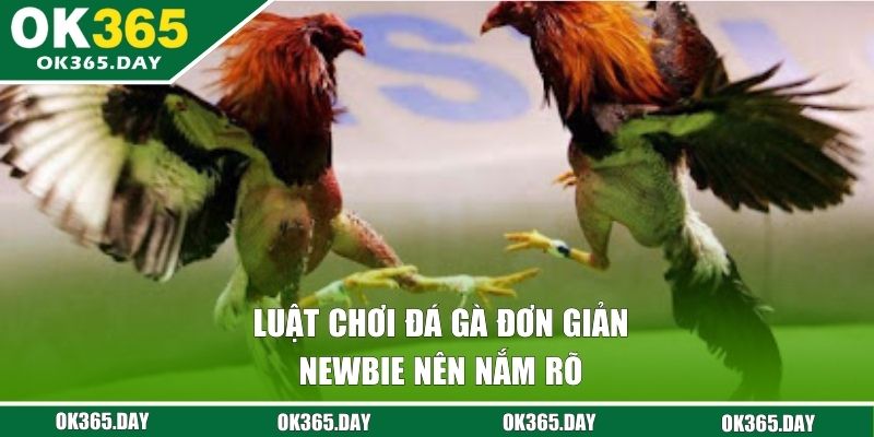 Luật chơi đá gà đơn giản newbie nên nắm rõ 