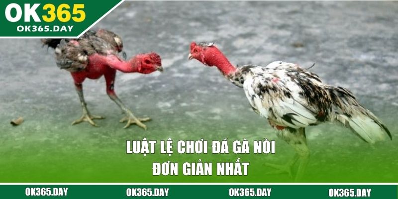 Luật lệ chơi đá gà nòi đơn giản nhất 