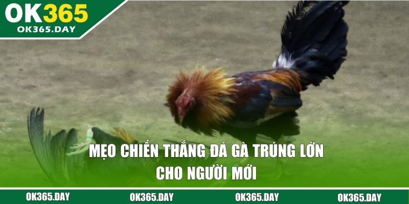 Mẹo chiến thắng đá gà trúng lớn cho người mới 