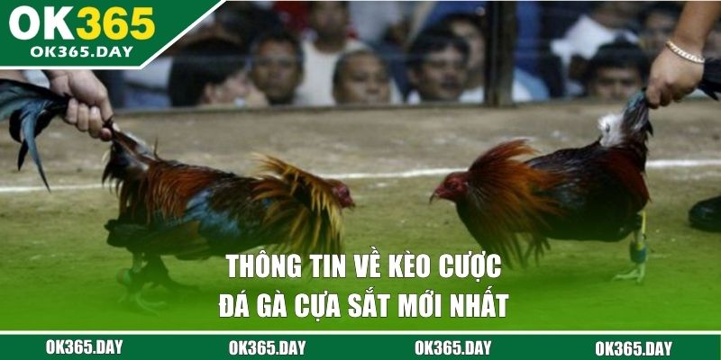 Thông tin về kèo cược đá gà cựa sắt mới nhất 